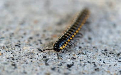 When Is Millipede Season?