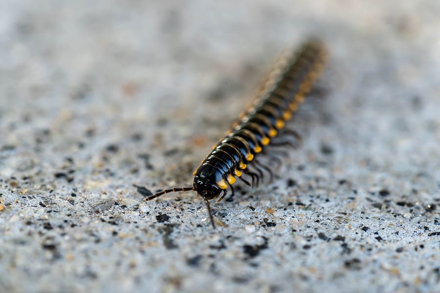 Millipede season