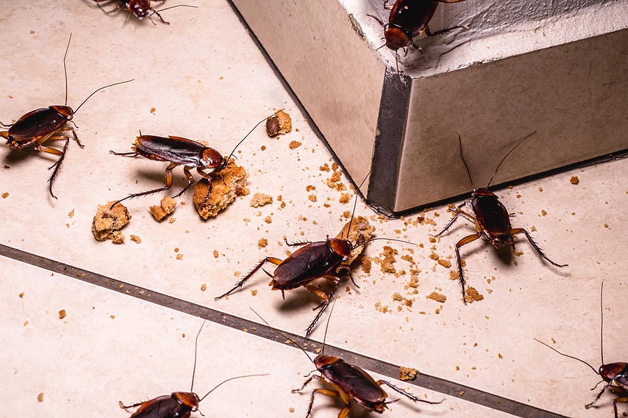 Ant Control And Prevention In Medford