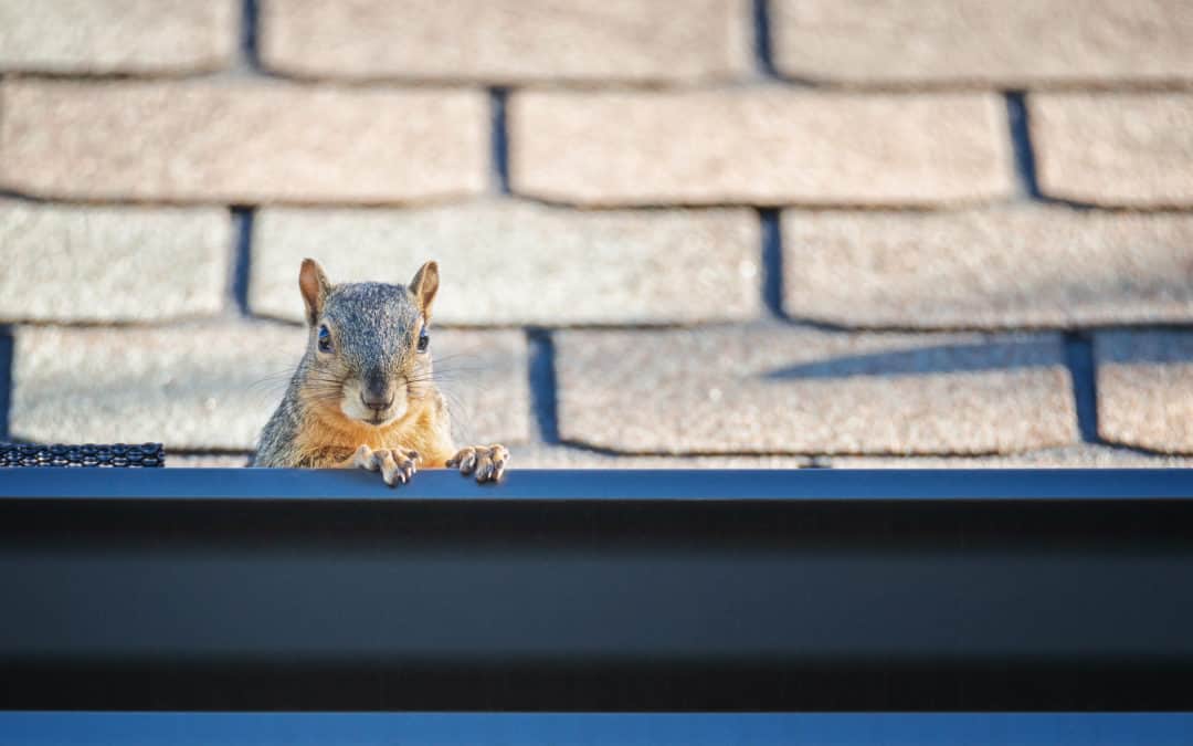 What To Do With A Squirrel in Your House