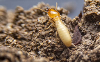Termites: Prevent Before They Infest!