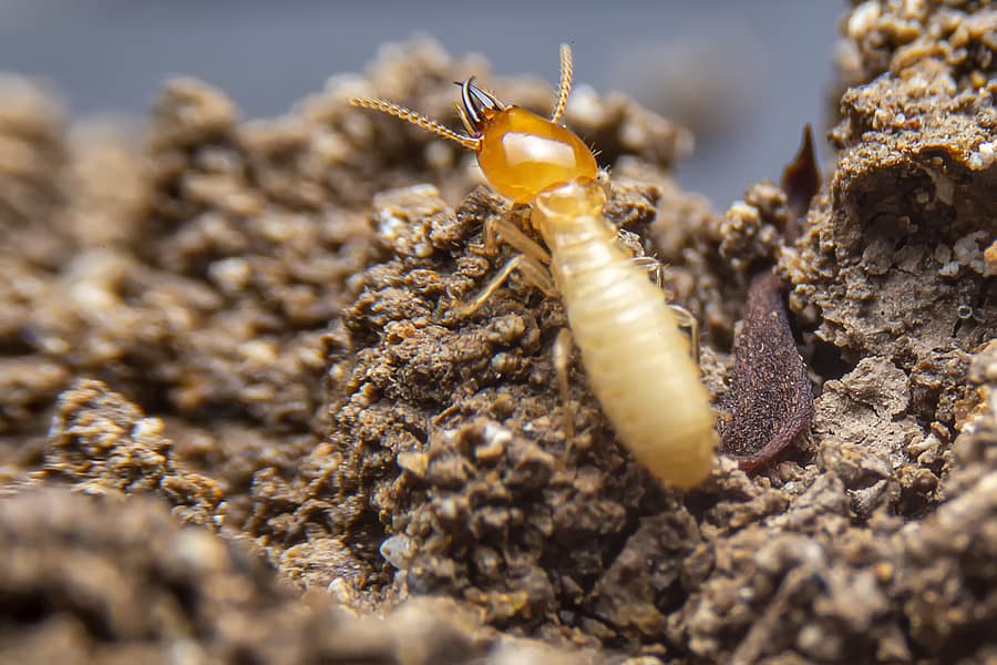 Termites: Prevent Before They Infest! | Termite Control