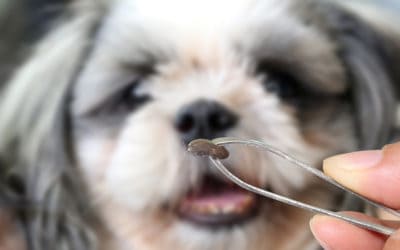 What to Know About Fleas & Ticks