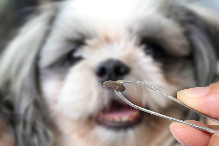 What to Know About Fleas & Ticks