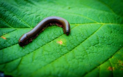 What Attracts Millipedes?