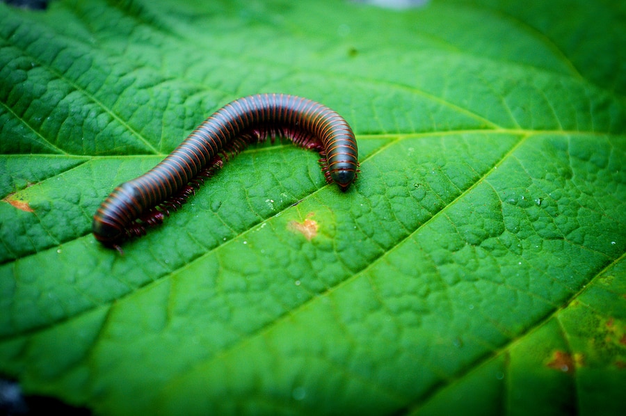 Millipedes