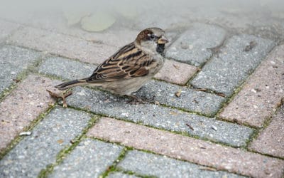 How To Get Rid Of Nuisance Birds