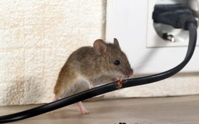 Signs of a Rodent Infestation