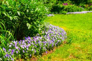 spring lawn care