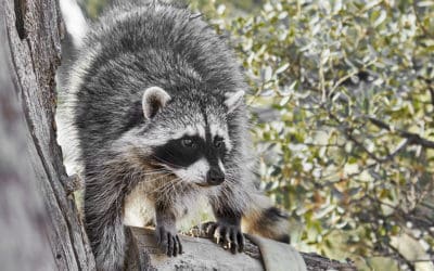Spring Wildlife Control