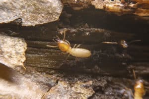 termite prevention