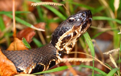 7 Snakes You May Encounter This Summer