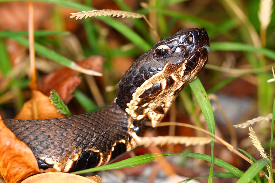 Hot weather is waking B.C. snakes from their slumber. Here's how to  identify them