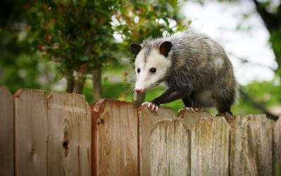 Preventing Common Wildlife