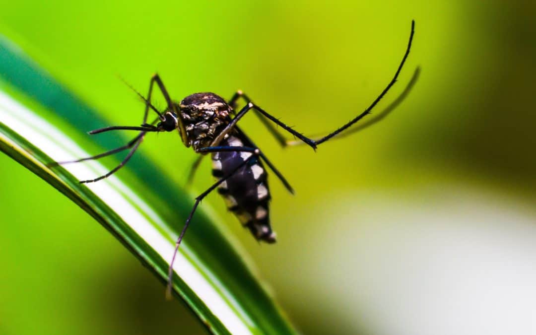 Mosquito Control For Warmer Weather