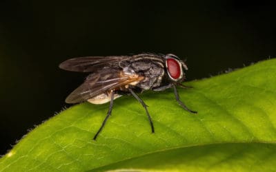 Your Guide To Summer Pest Control