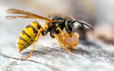Watch Out for These Stinging Pests