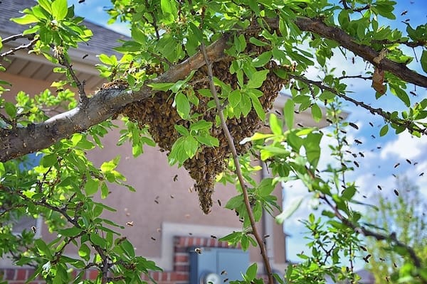 honeybee inspection