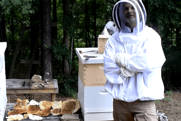 honeybee relocation service