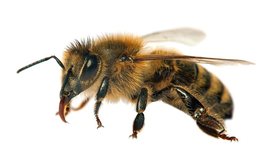 honeybee removal service