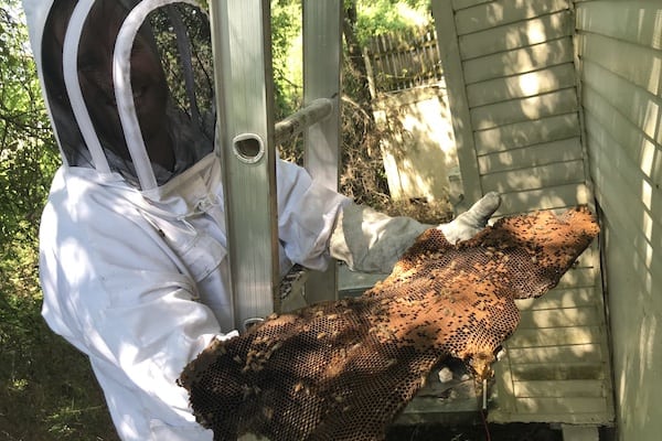honeybee removal