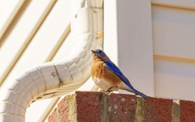 Controlling Birds During the Summer Months