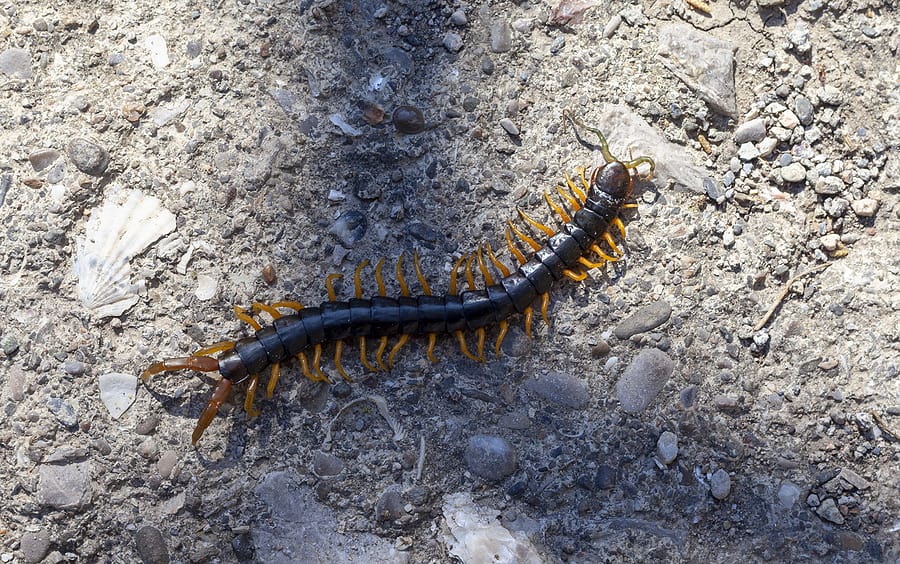 Centipede vs millipede