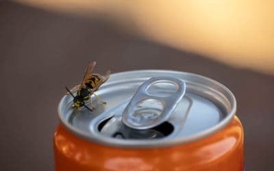 Avoiding Stinging Pests at Your Business