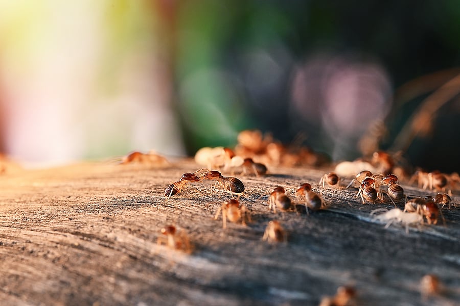 termite swarm near house