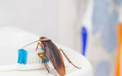 Does Hot Weather Bring Out Cockroaches?
