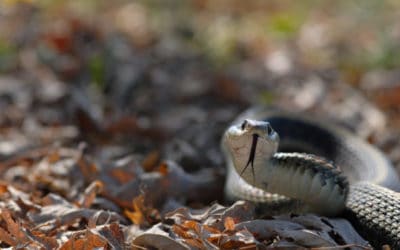 How to Easily Deter Snakes Away from Your Property