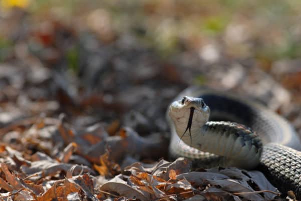 How to Easily Deter Snakes Away from Your Property