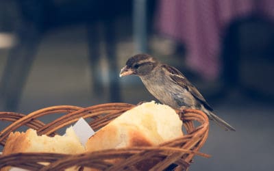 The Best Methods to Avoid Wildlife at Your Business