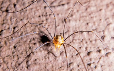 Are Daddy Long Legs Poisonous?