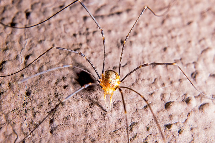 Are daddy longlegs really the most venomous spiders in the world