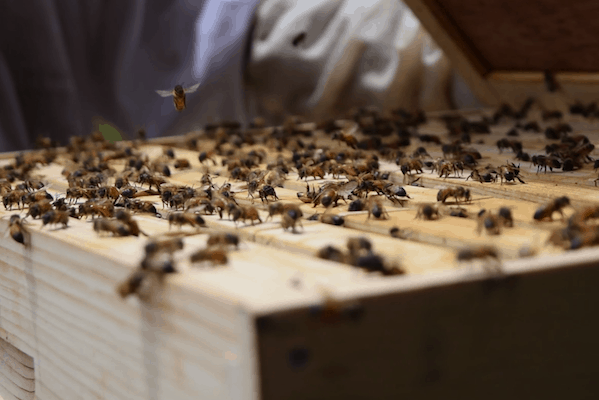 honeybee relocation
