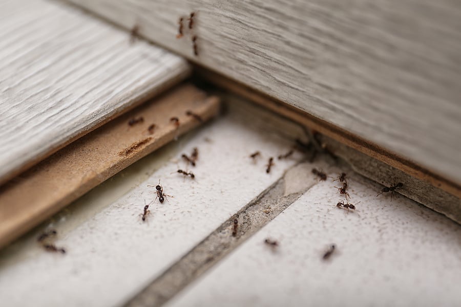 How to Prevent Little Black Ants