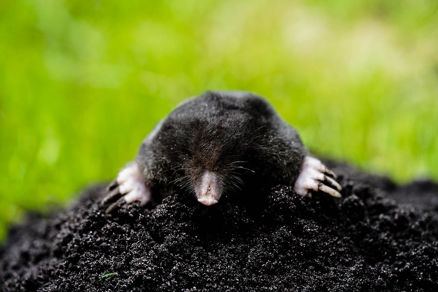 5 Signs of Moles in Your Yard