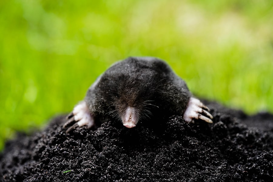 Moles