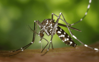 Is Green Mosquito Control More Effective Than Traditional Treatments?