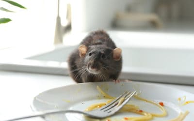 Common Rodents Invading Homes