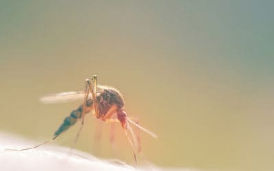 Preventing the Top Three Summer Pests