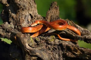 corn snake