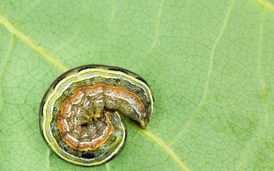 Controlling Armyworms