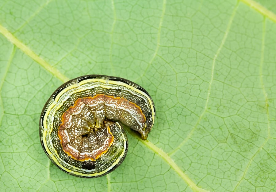 Controlling Armyworms