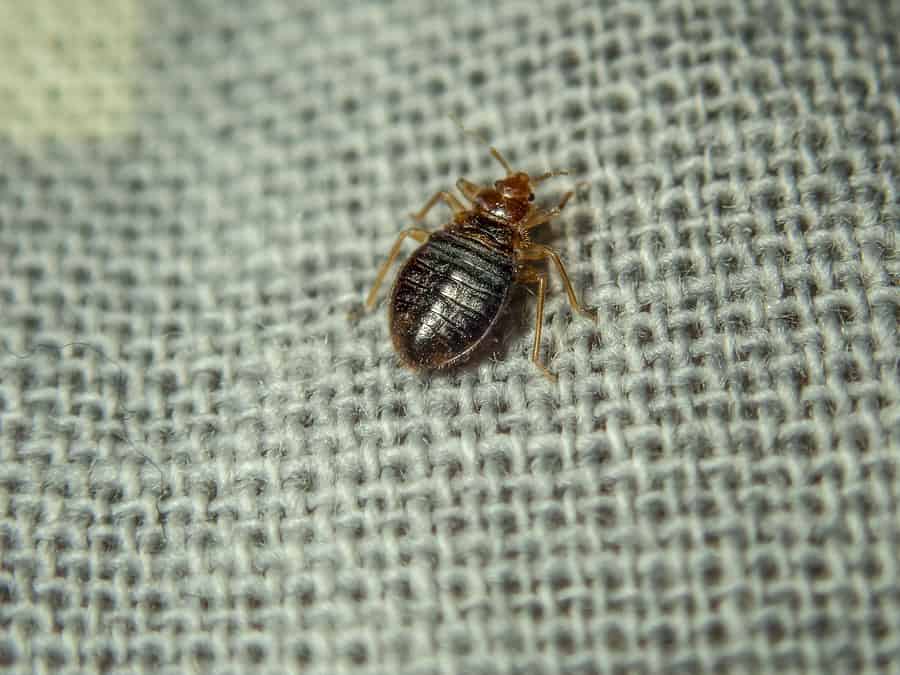 Bed Bugs: Where Do They Come From?