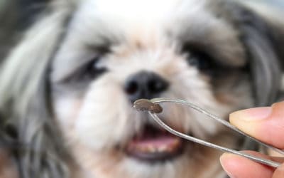 Fleas & Ticks: What’s the Difference?