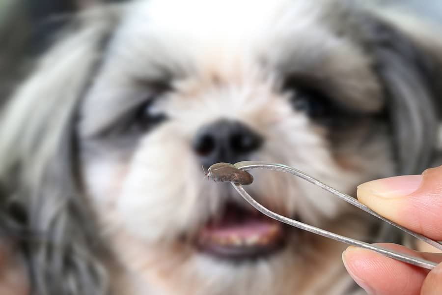 Fleas & Ticks: What’s the Difference?