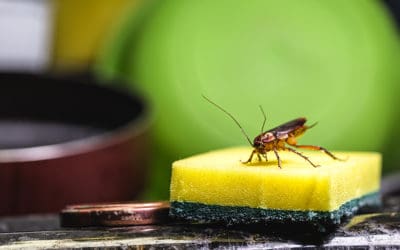 7 Signs You Have Cockroaches