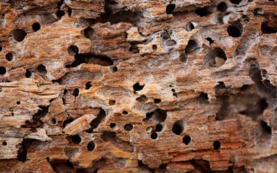 Termite Damage vs Wood Rot